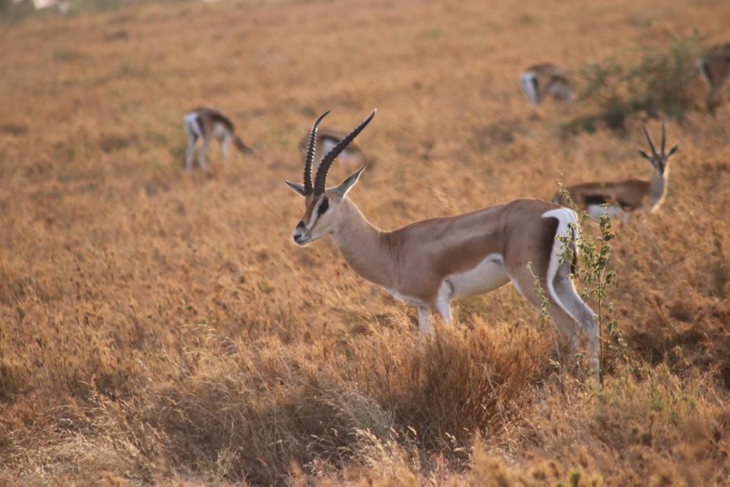 Antelope Serengeti