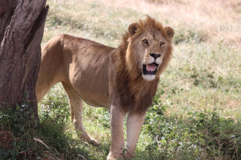 Lion Serengeti