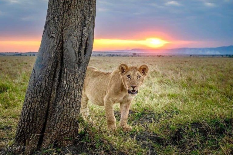 Lion Serengeti