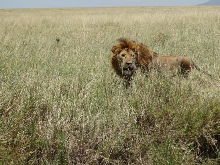 lion serengeti hunting