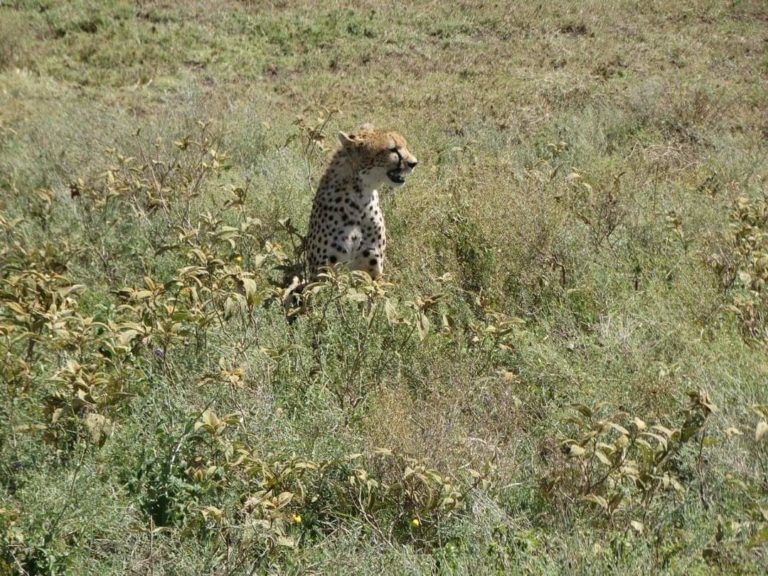 cheetah hunting for prey