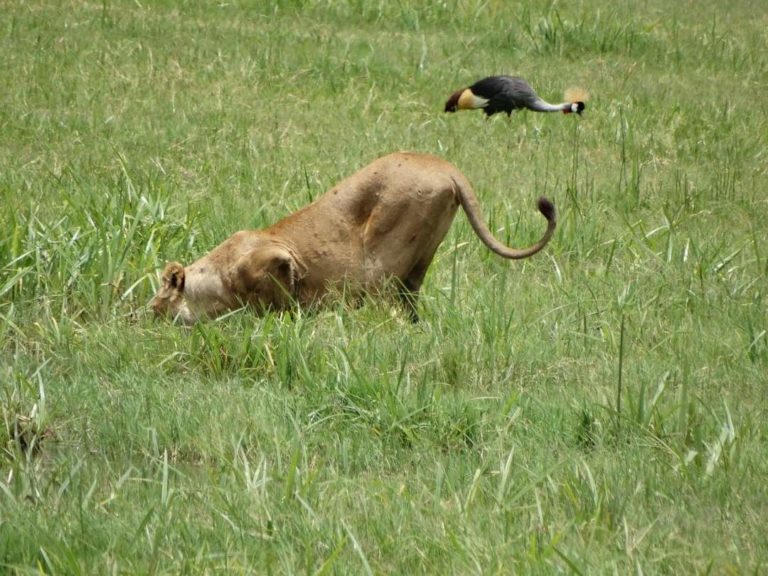lioness hunting