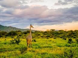 kenyan safari Giraffe