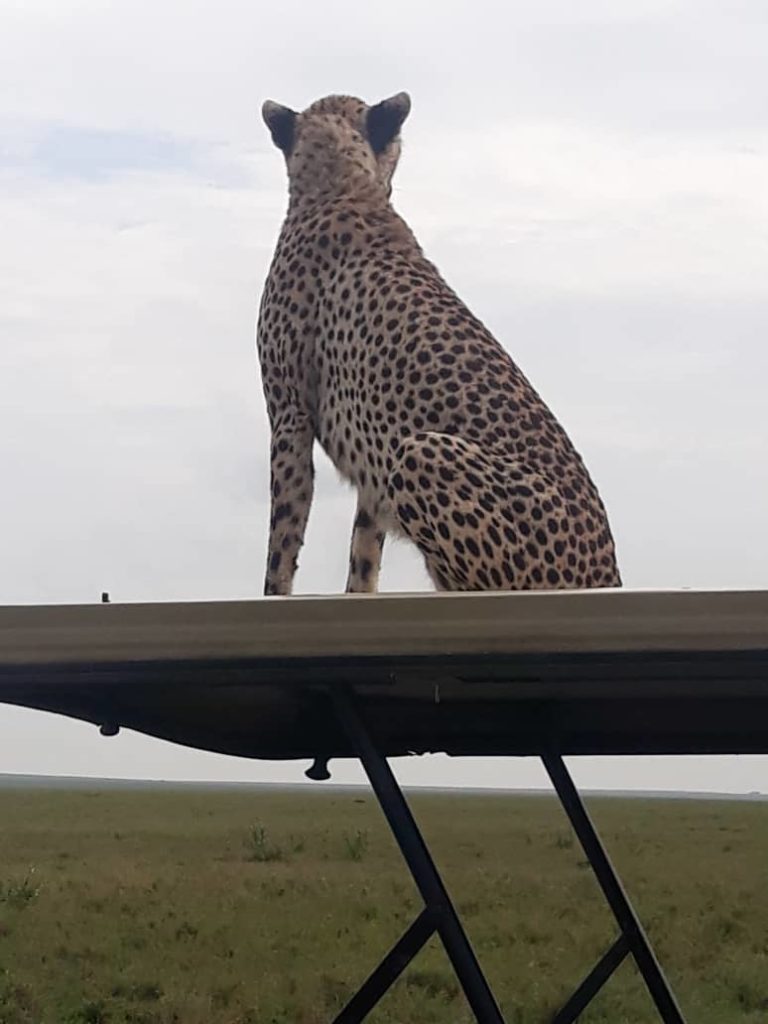 serengeti cheetah sitting on car