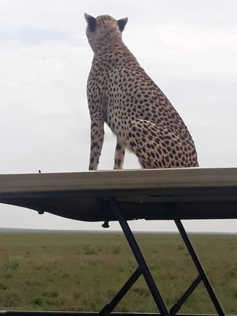 cheetah serengeti on top