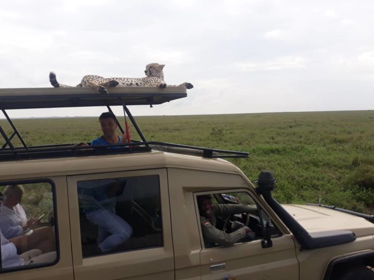 cheetah on tour car sleeping