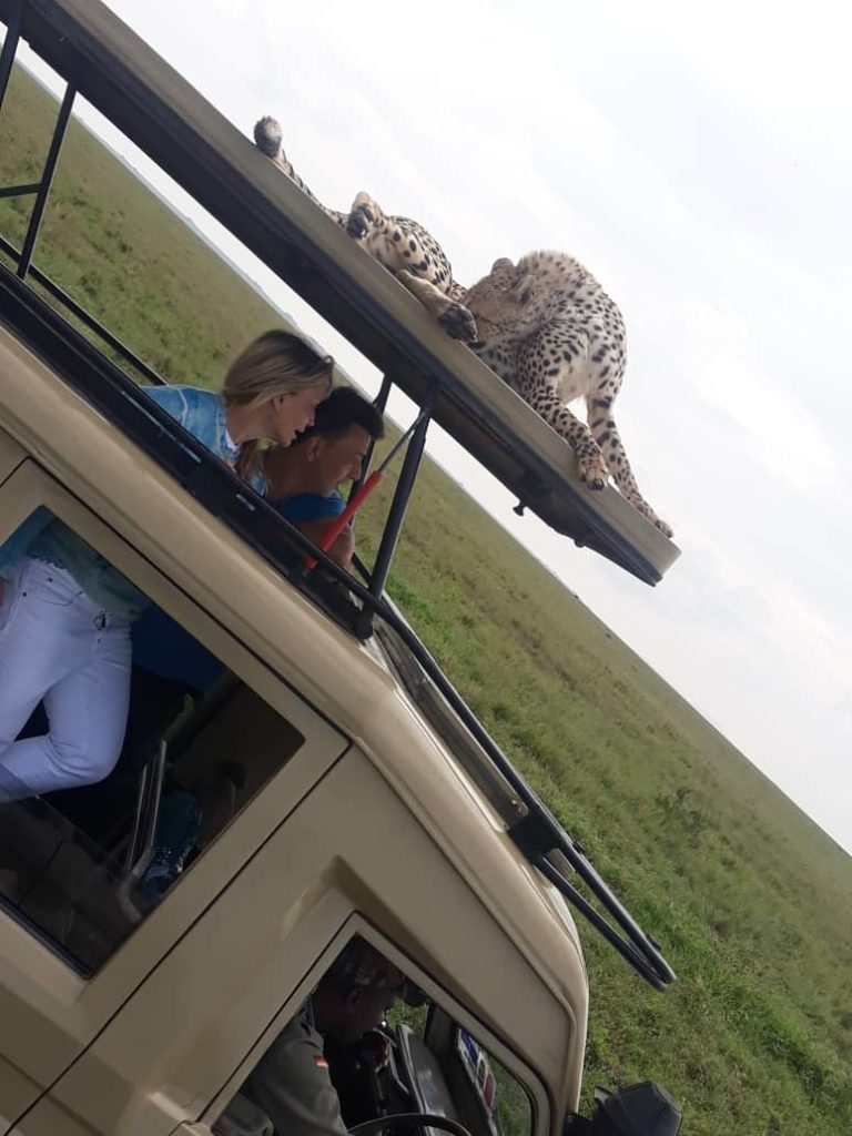 cheetah on the car