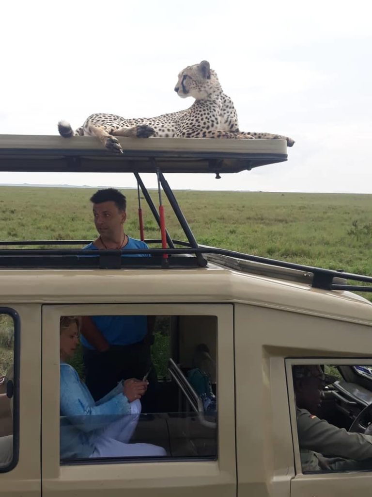 safari cheetah on top of car