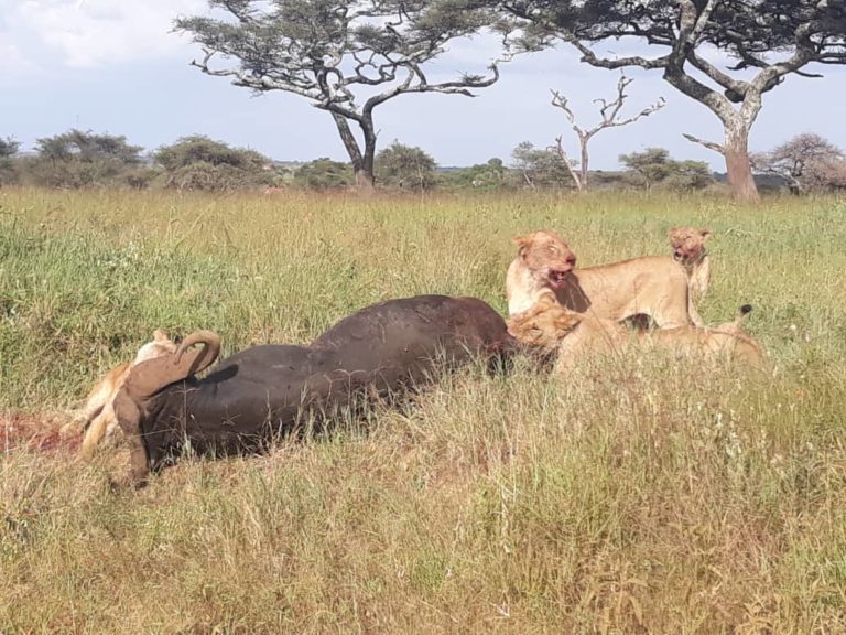 lioness eating safari